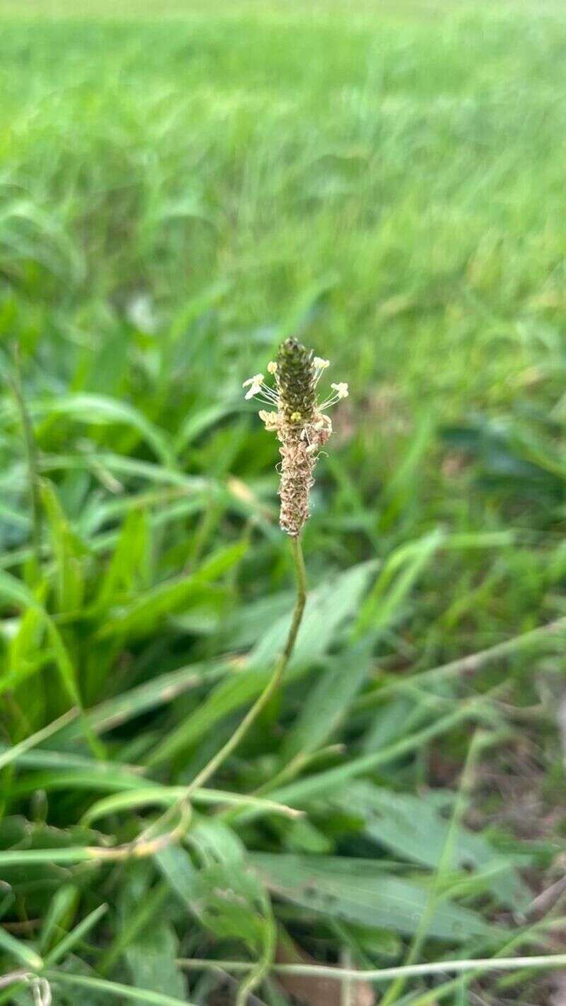 Ribwort